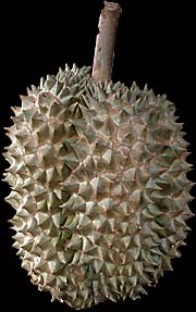 Durian by Asienreisender
